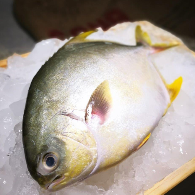 BANGLADESH FROZEN FISH