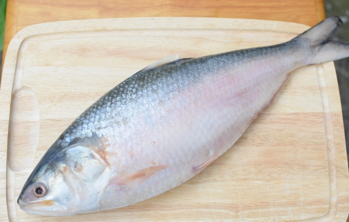 HILSHA - per FISH (1Kg-1.2Kg)