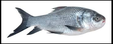 KATLA - per FISH (2.5Kg -2.8Kg)
