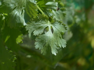 Bunch of FRESH Coriander Leaves