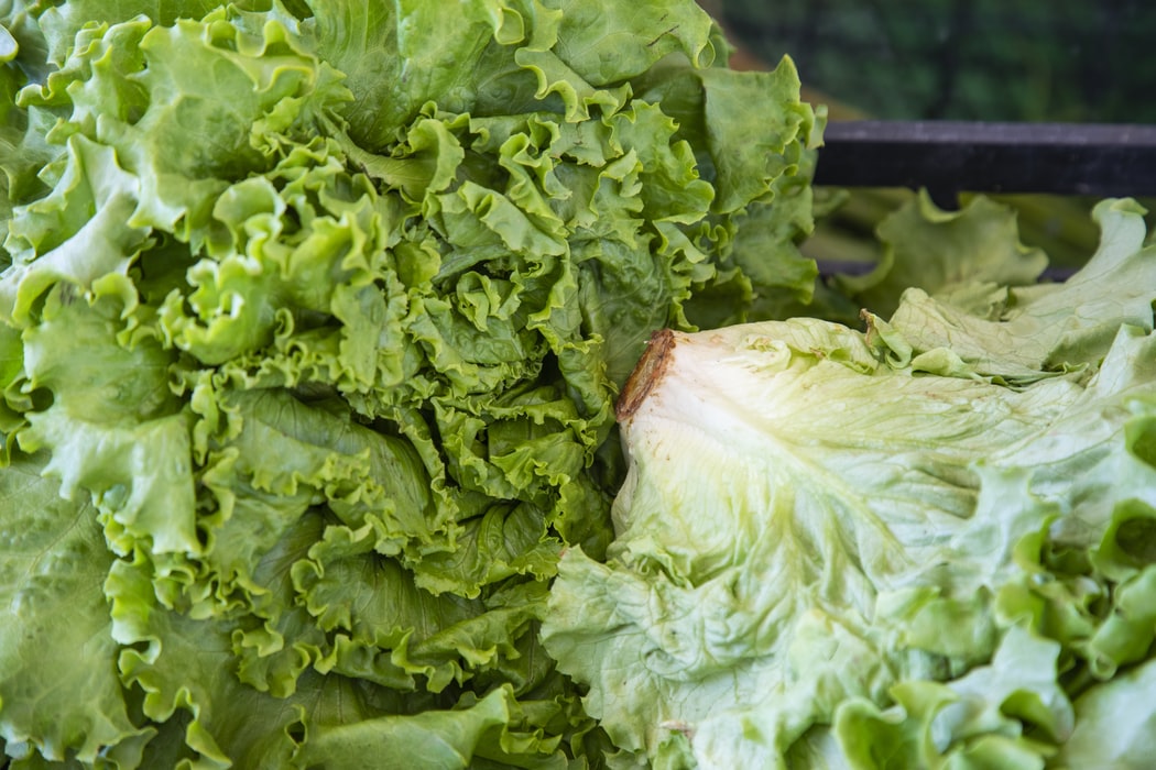 1 bunch of FRESH lettuce