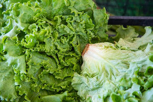 1 bunch of FRESH lettuce