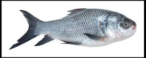 KATLA - per FISH (4Kg to 4.5Kg)