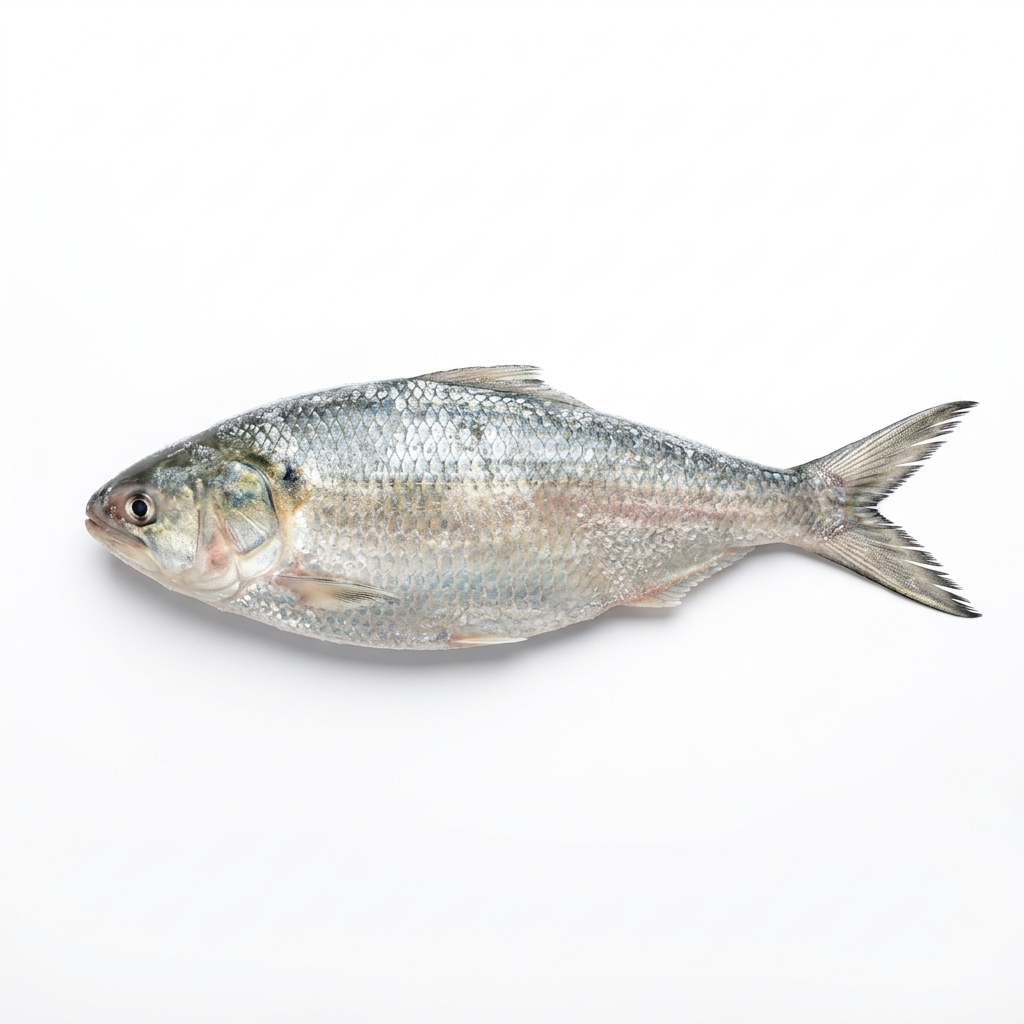 Hilsa (Per Fish)