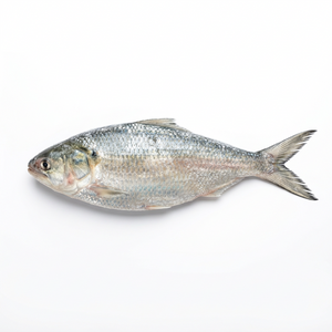 Hilsa (Per Fish)